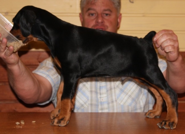 Csini Baba puppy 45 days old.jpg